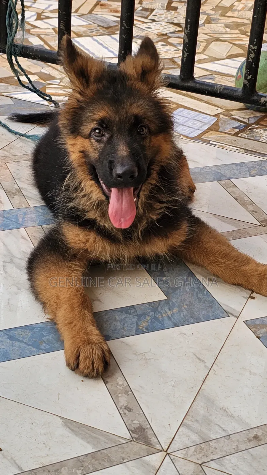 1+ year Male Purebred German Shepherd