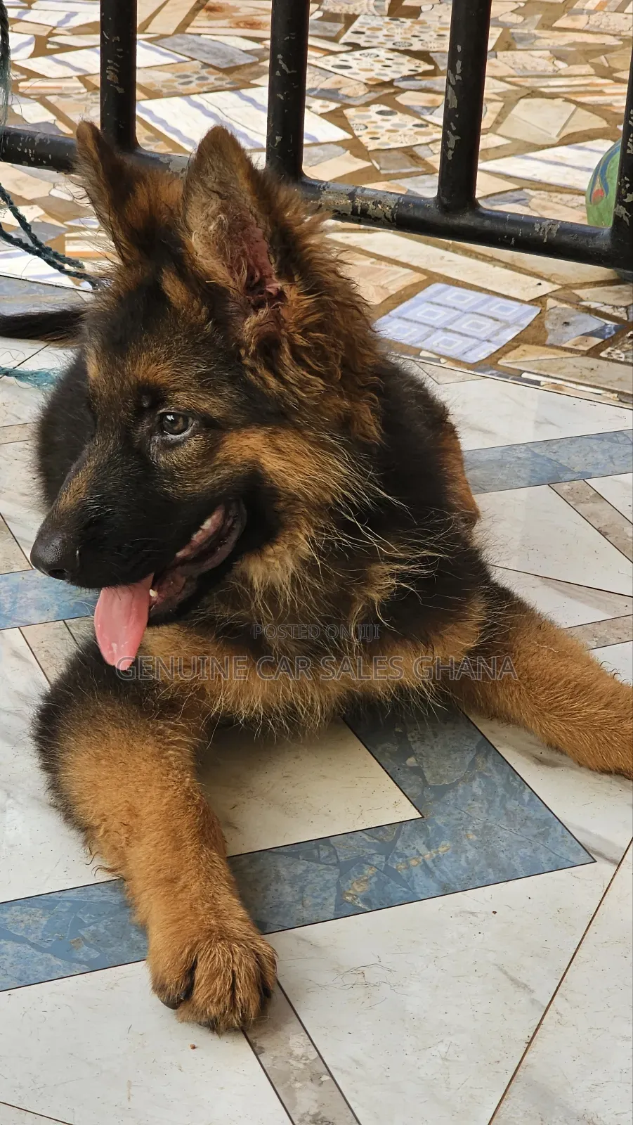 1+ year Male Purebred German Shepherd
