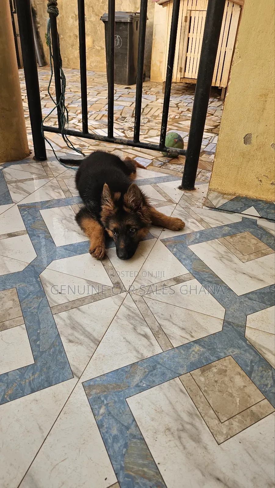 1+ year Male Purebred German Shepherd