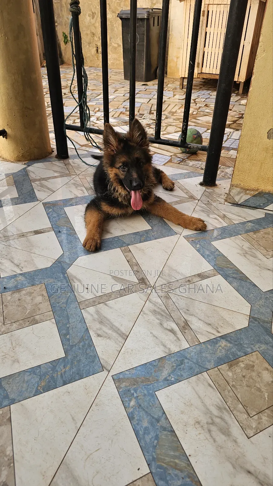 1+ year Male Purebred German Shepherd