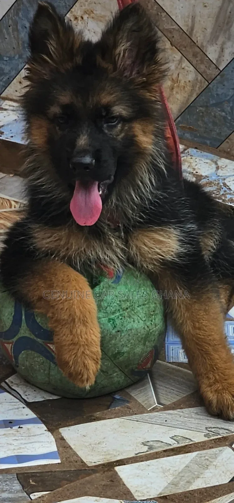 1+ year Male Purebred German Shepherd