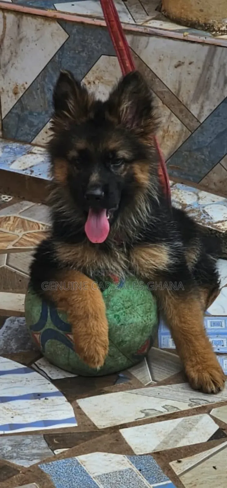 1+ year Male Purebred German Shepherd