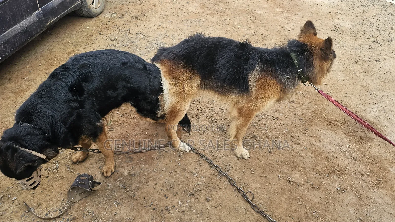 1+ year Male Purebred German Shepherd