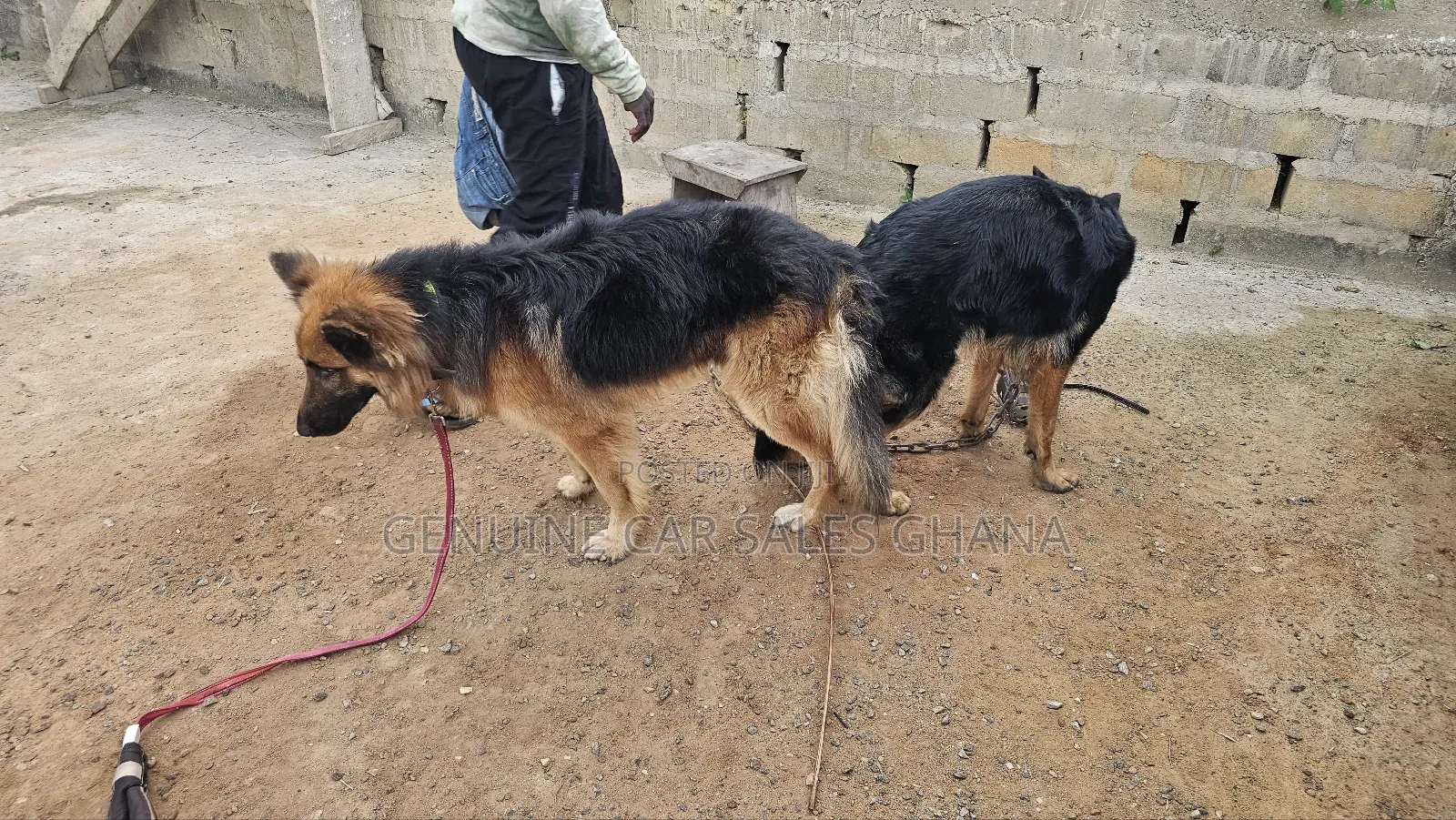 1+ year Male Purebred German Shepherd
