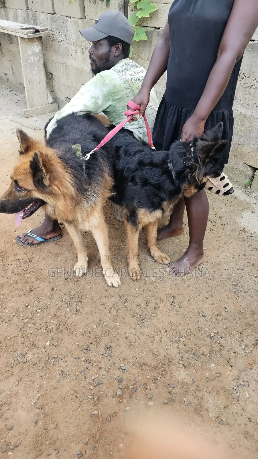 1+ year Male Purebred German Shepherd