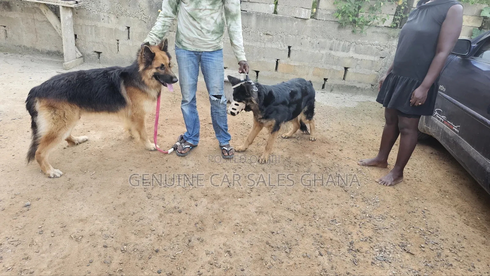 1+ year Male Purebred German Shepherd