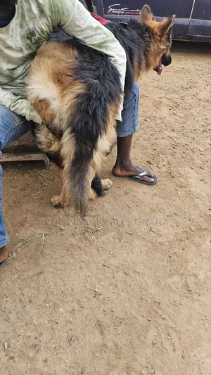 1+ year Male Purebred German Shepherd