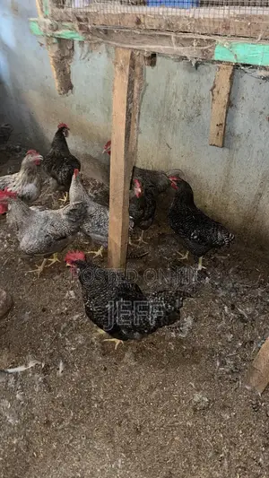 Plymouth Birds