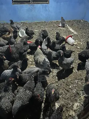 Plymouth Birds