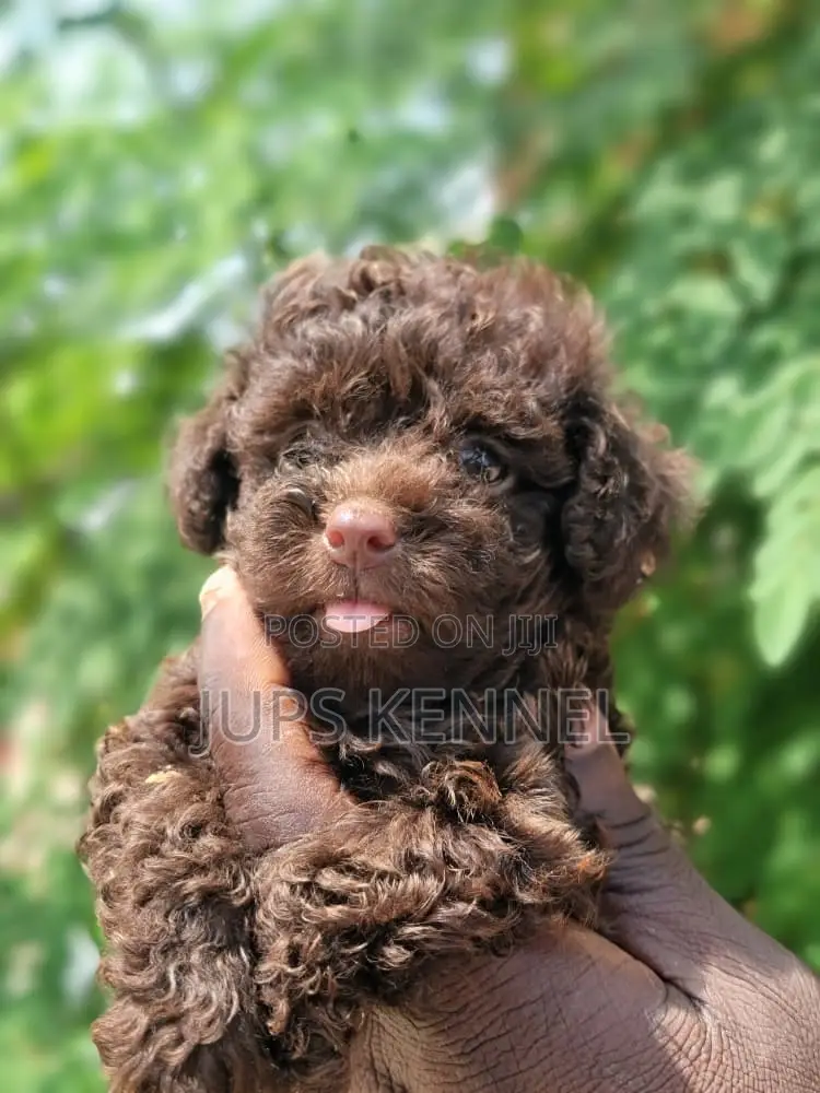 1-3 months Female Purebred Poodle