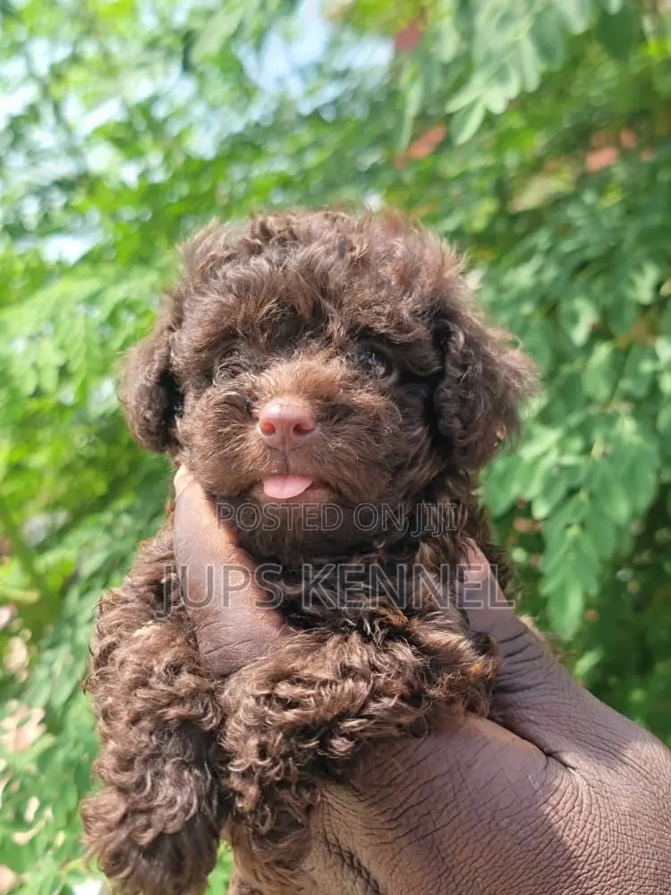 1-3 months Female Purebred Poodle