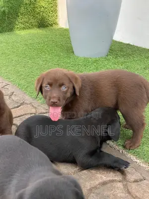 1-3 months Female Purebred Labrador Retriever