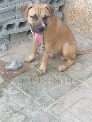 3-6 months Male Purebred Boerboel