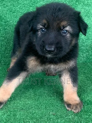 1-3 months Male Purebred German Shepherd