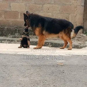 1-3 months Male Purebred German Shepherd