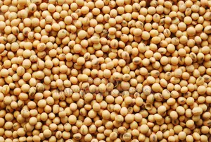 Soya Beans