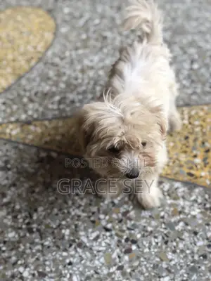 1-3 months Female Purebred Poodle