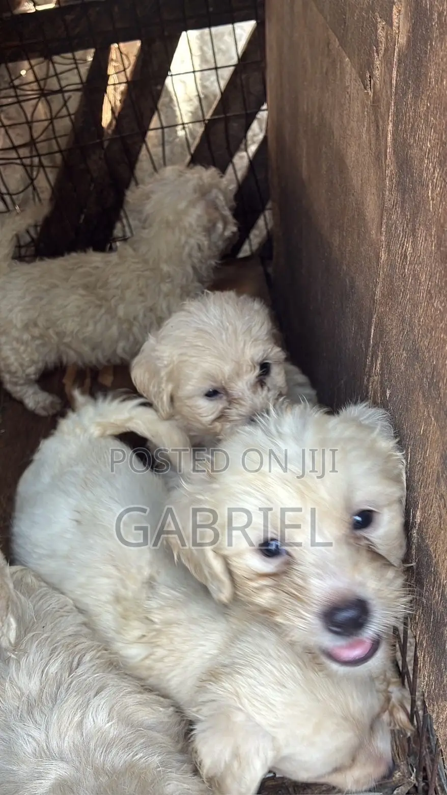 1-3 months Female Mixed Breed Poodle