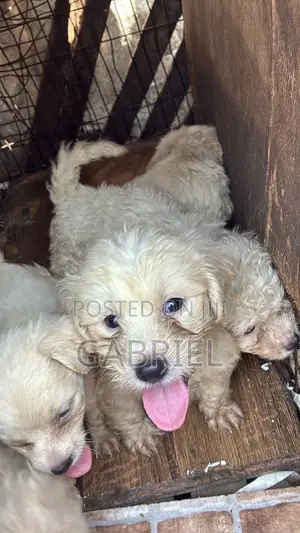 1-3 months Female Mixed Breed Poodle