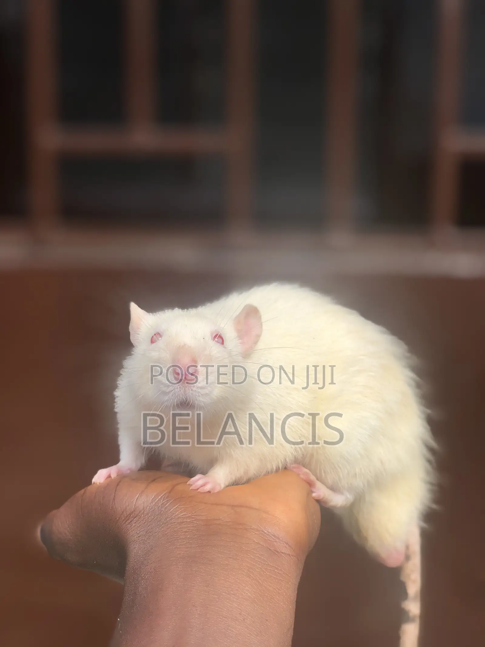 Pet Rats Very Friendly and Humble