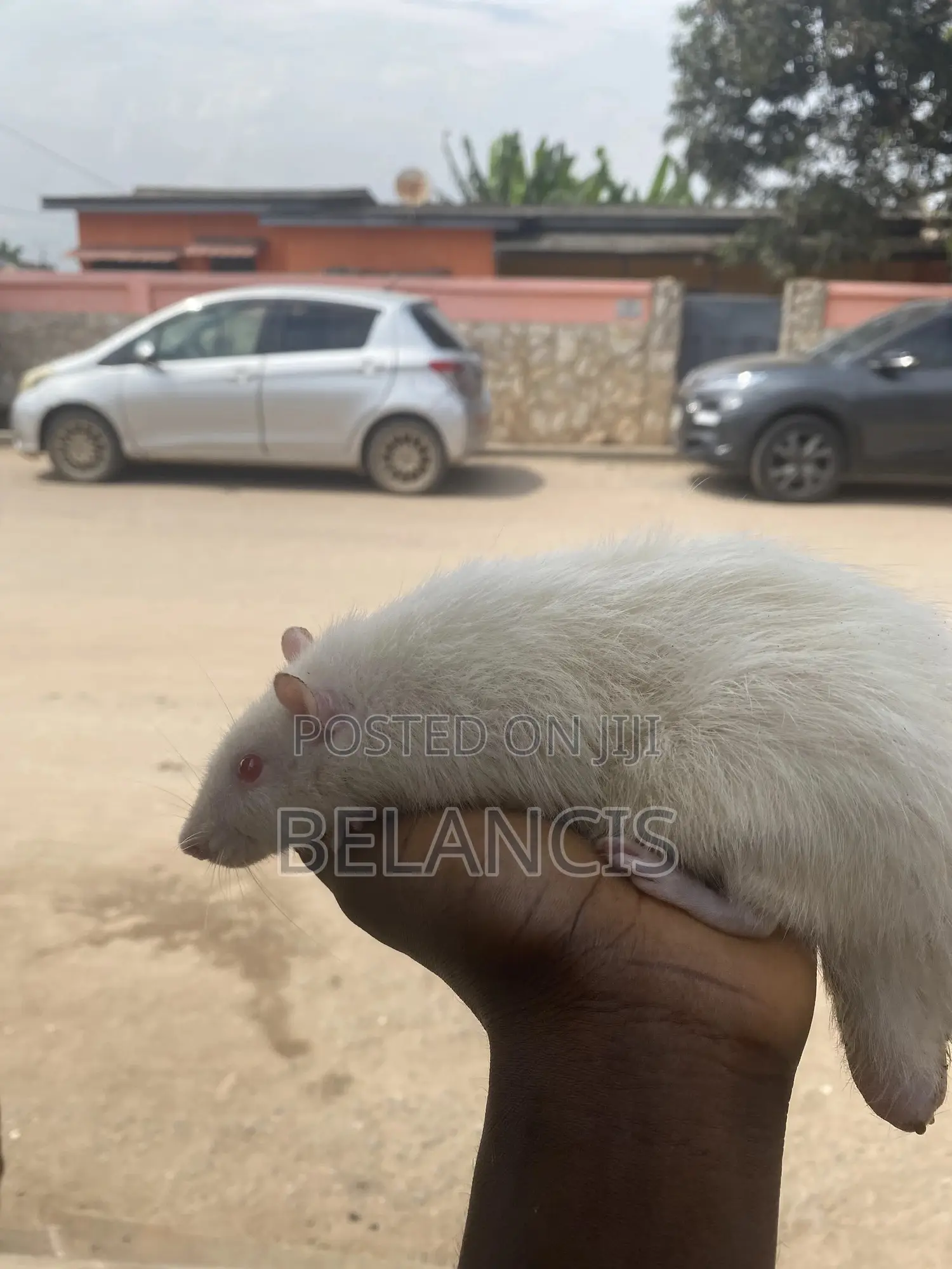Pet Rats Very Friendly and Humble