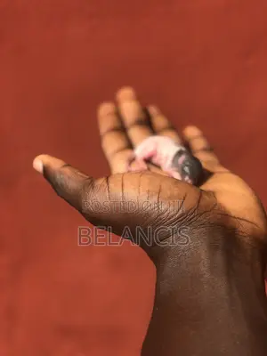 White Mouse