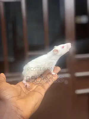 White Mouse