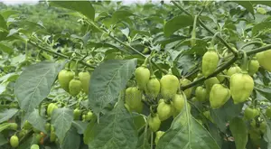 Red Habanero Pepper, Very Hot, Long Shelf Life, Non Hybrid,