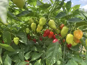 Red Habanero Pepper, Very Hot, Long Shelf Life, Non Hybrid,