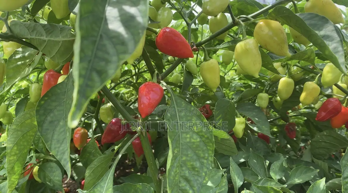 Red Habanero Pepper, Very Hot, Long Shelf Life, Non Hybrid,
