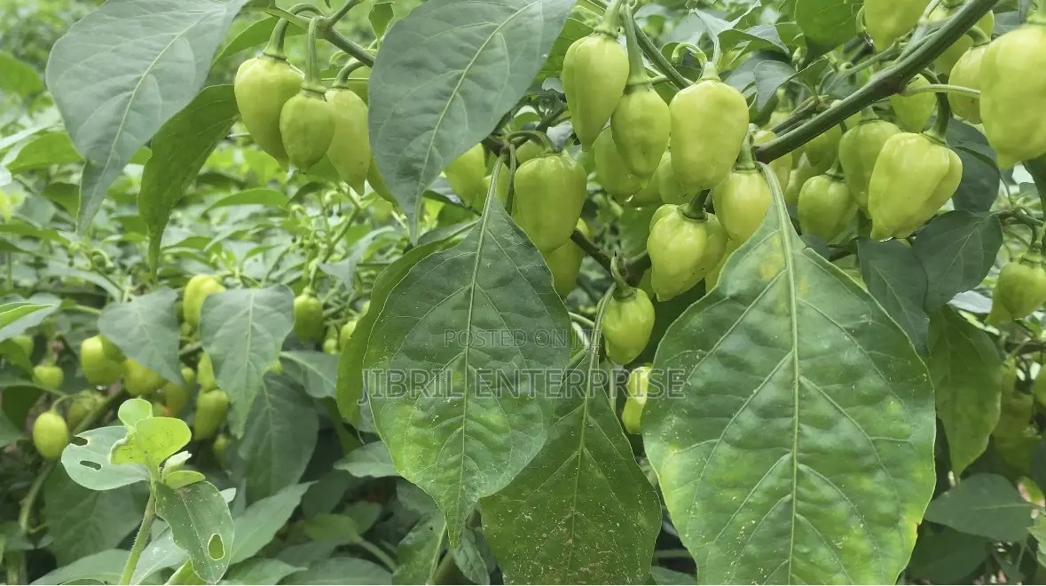 Red Habanero Pepper, Very Hot, Long Shelf Life, Non Hybrid,