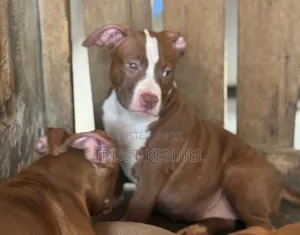1-3 months Female Purebred American Pit Bull Terrier