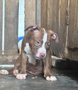 1-3 months Female Purebred American Pit Bull Terrier