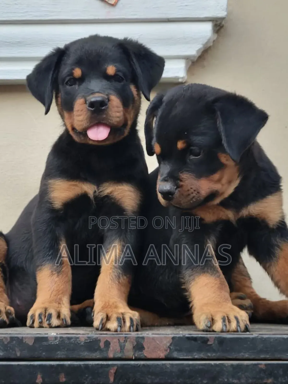 1-3 months Female Purebred Rottweiler