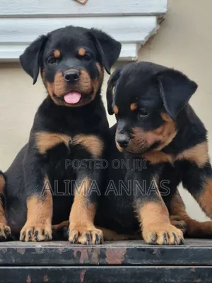 1-3 months Female Purebred Rottweiler