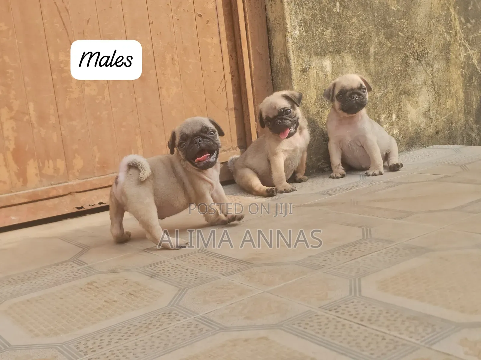1-3 months Male Purebred Pug