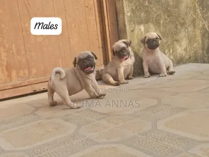 1-3 months Male Purebred Pug