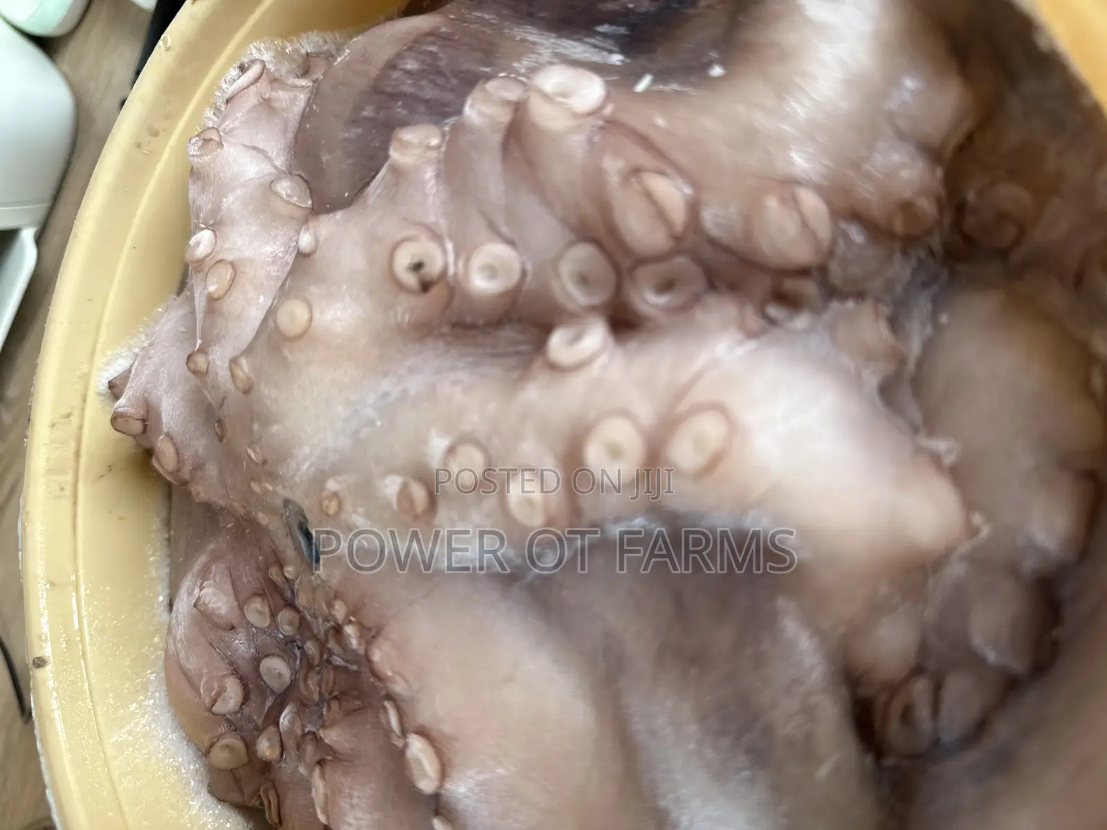 Octopus Vulgaris