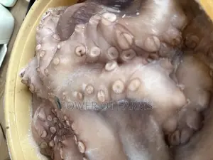 Octopus Vulgaris