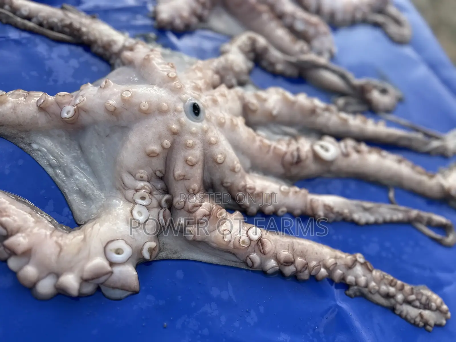 Octopus Vulgaris