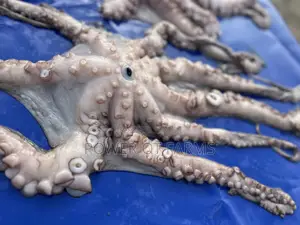 Octopus Vulgaris
