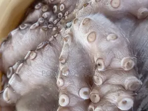 Octopus Vulgaris
