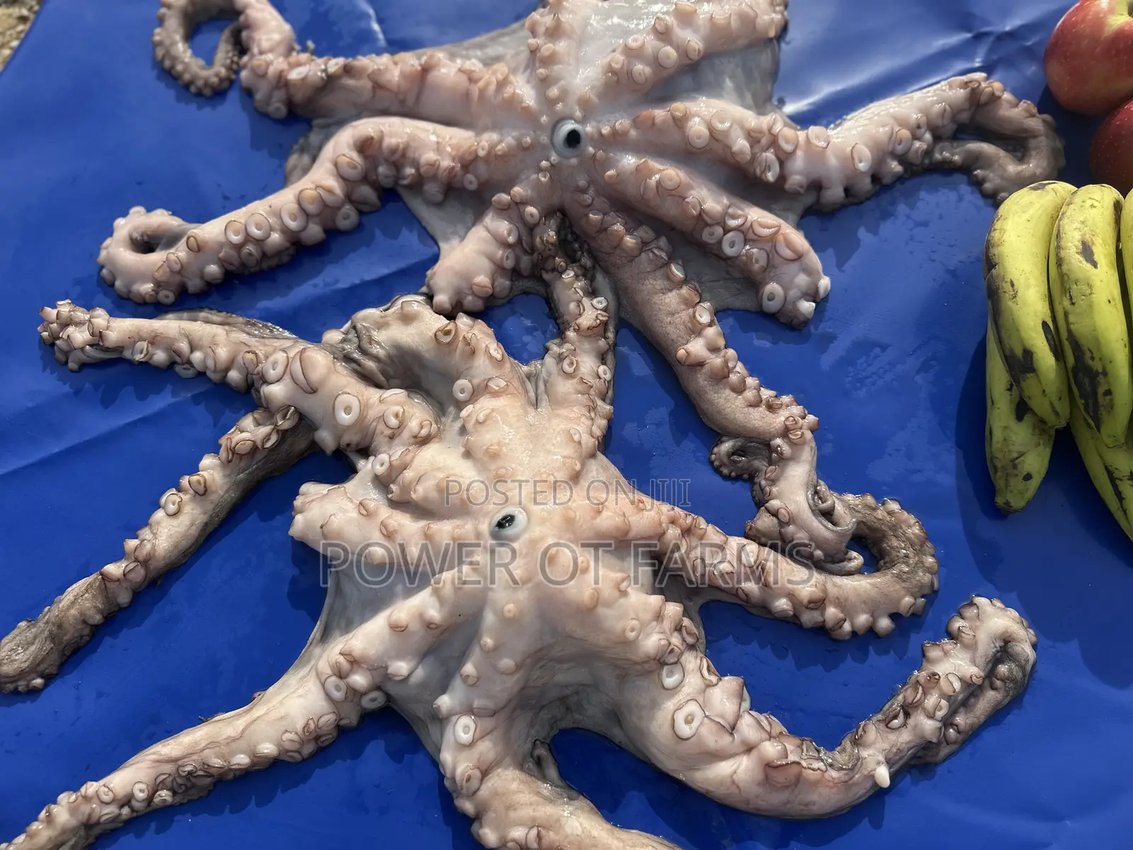 Octopus Vulgaris