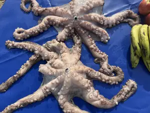 Octopus Vulgaris