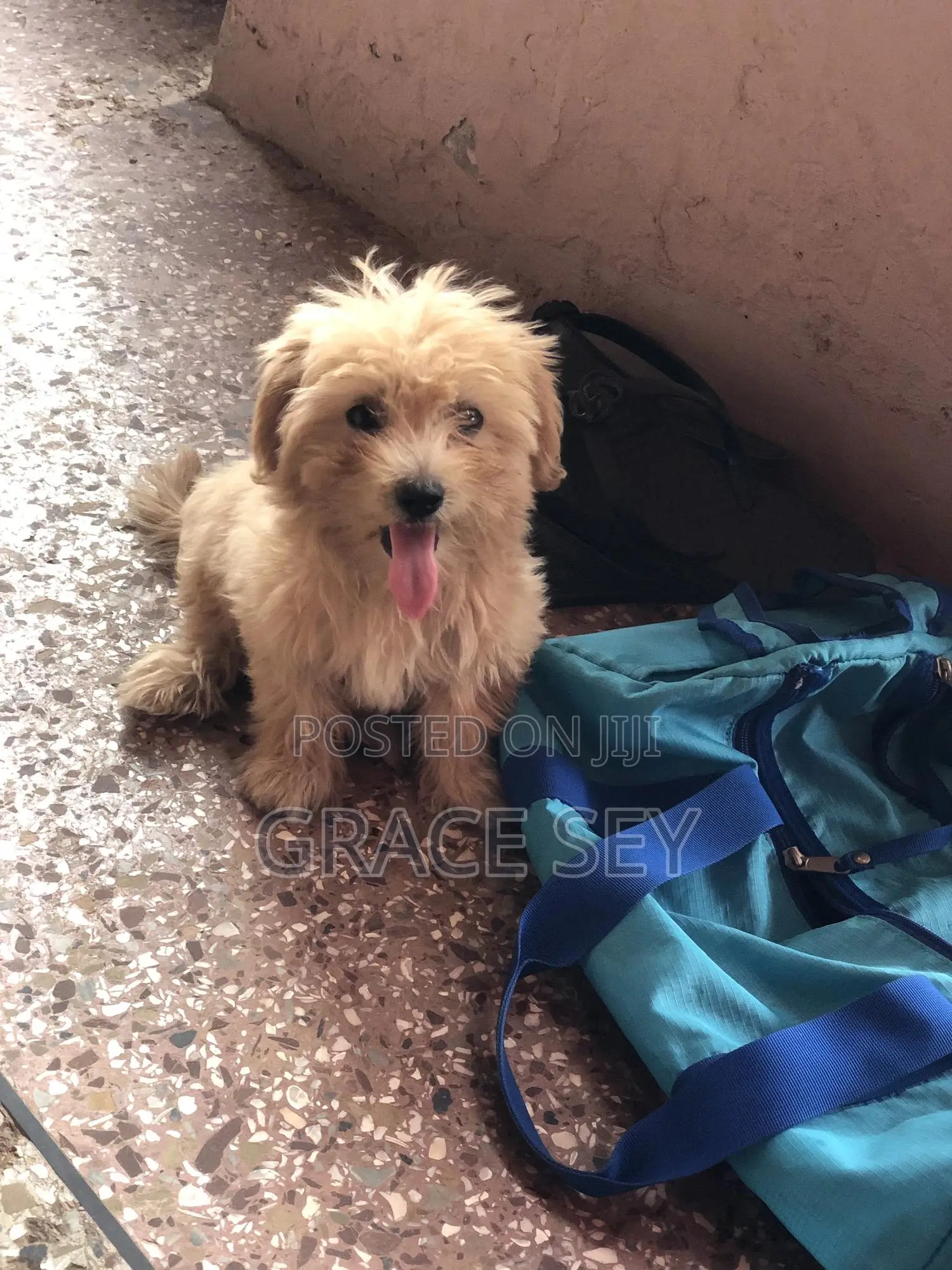 1-3 months Female Purebred Poodle