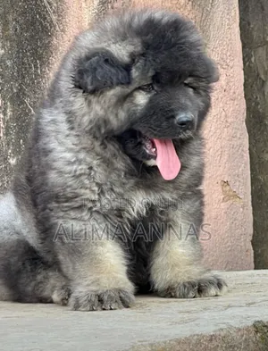 1-3 months Male Purebred Caucasian Shepherd