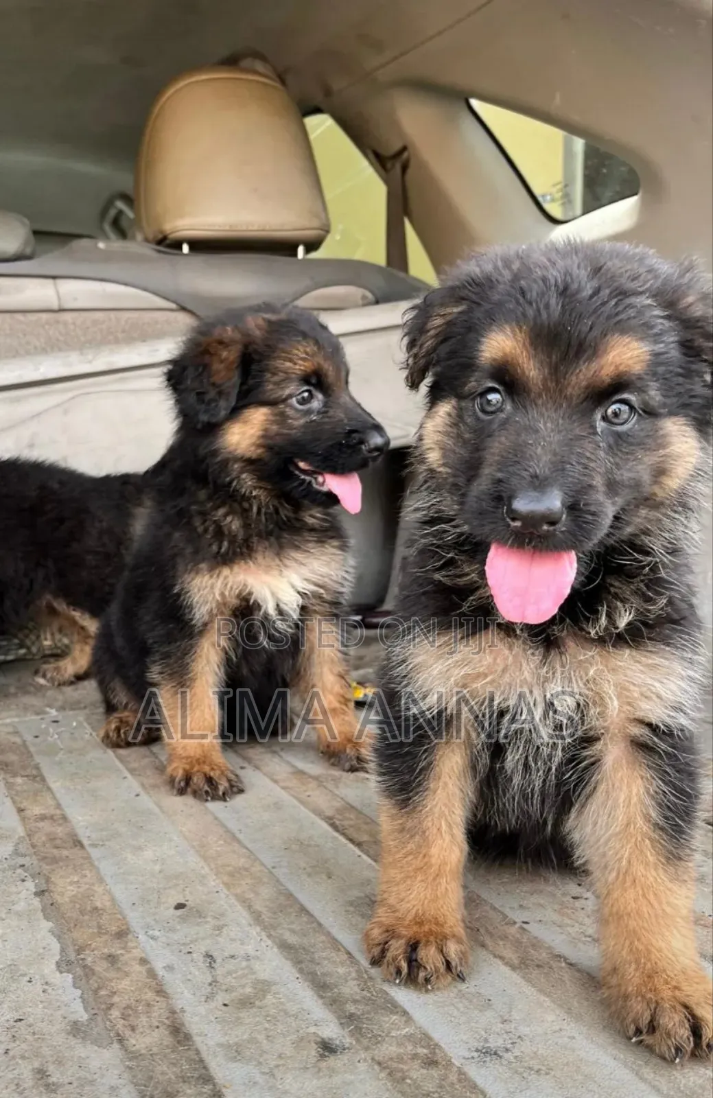 1-3 months Male Purebred German Shepherd