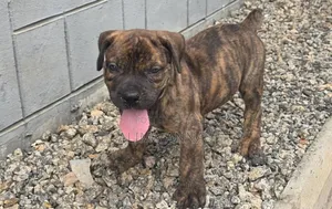 1-3 months Male Purebred Boerboel