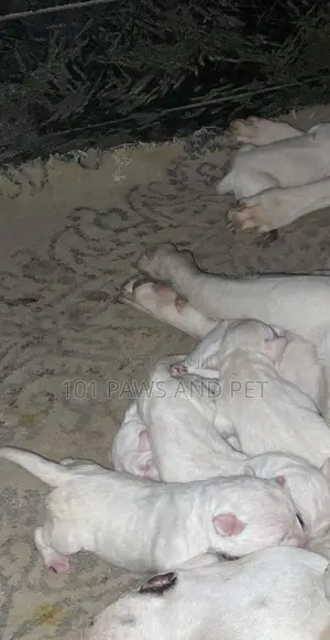 1-3 months Male Purebred Dogo Argentino
