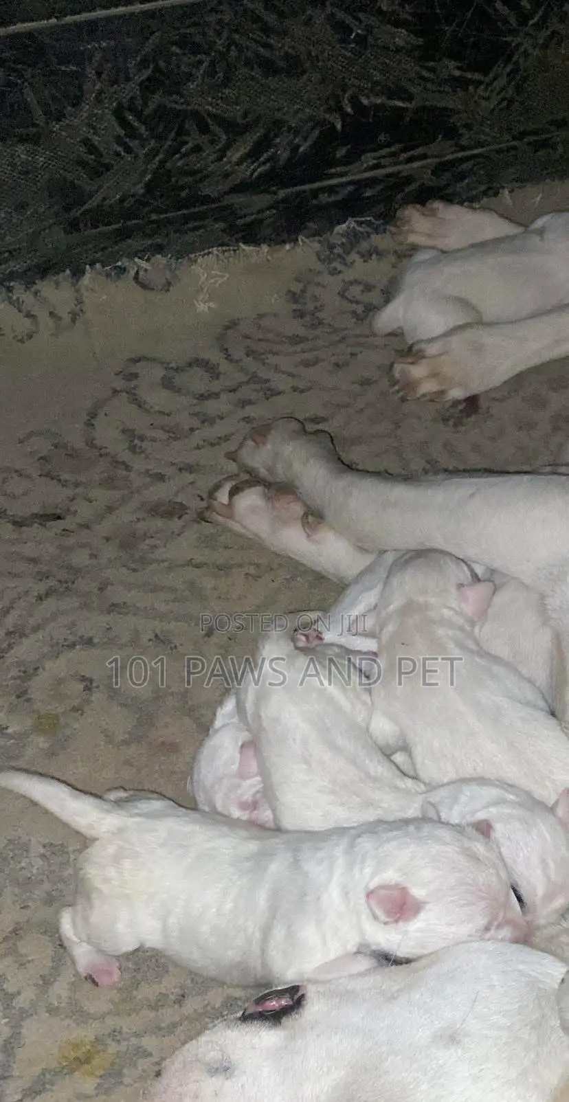 1-3 months Male Purebred Dogo Argentino